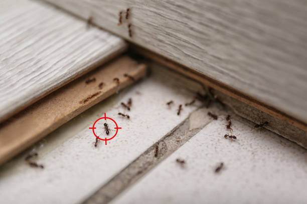 Best Termite Control Services  in West Kittanning, PA